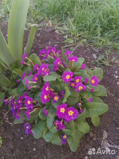 Многолетники