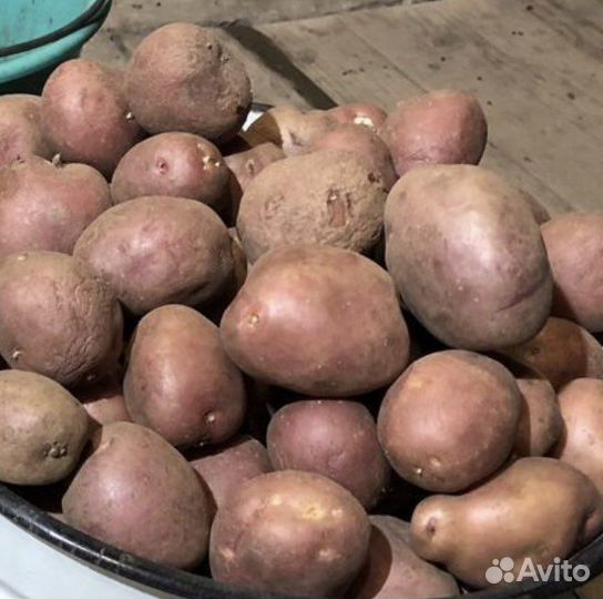 Картошка красная крупная из деревни (Татария)