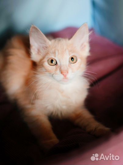 Необычный ушастик рыжик котёнок мальчик 3 мес