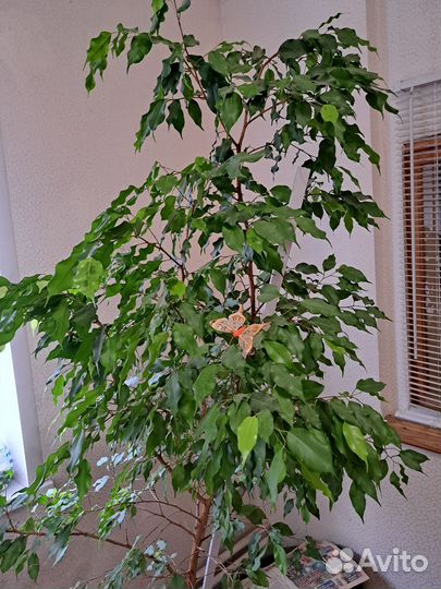 Фикус бенджамина большой