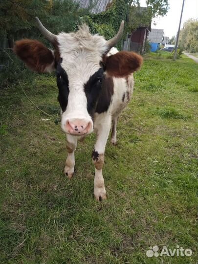 Бычок и нетели