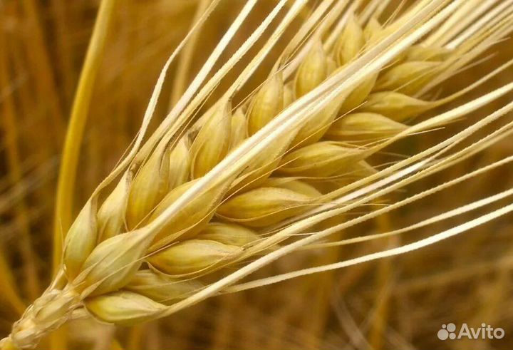 Яровый ячмень