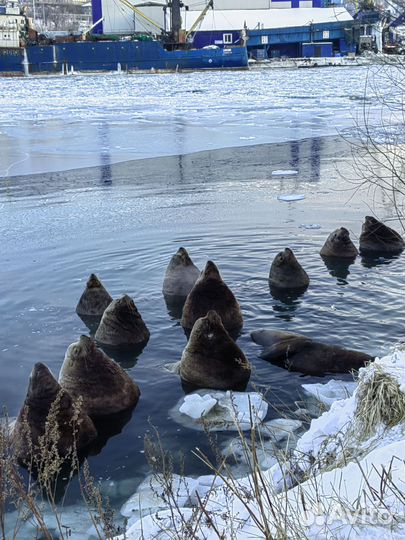 Путешествие по Камчатке