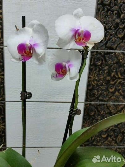Орхидея фаленопсис