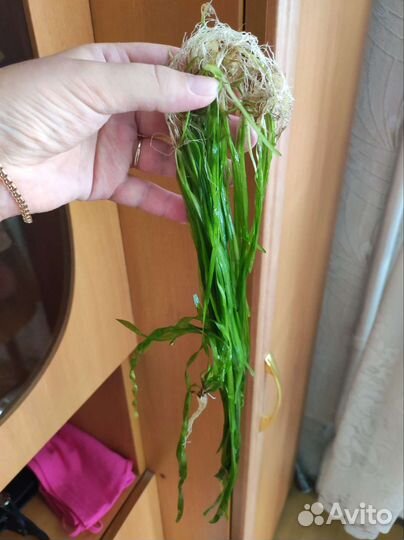 Для аквариума