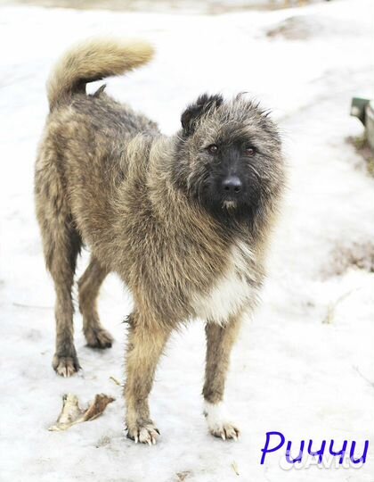 Пристраиваем в добрые руки