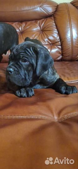 Кане корсо девочки