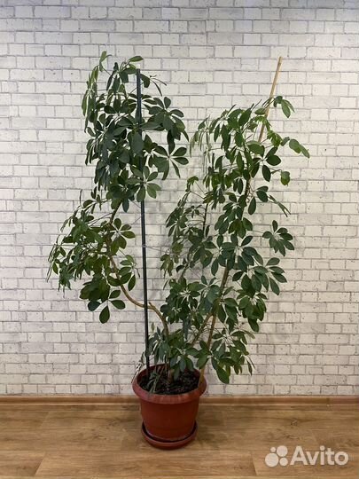 Комнатные цветы шефлера