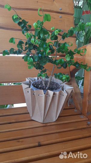 Фикусы, шефлера, сциндапсус,сингониум