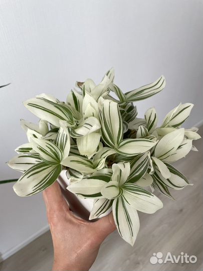 Традесканция