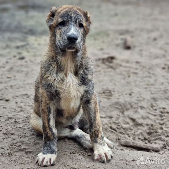 Алабай щенок тигренок