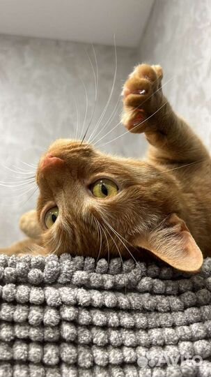 Кошки в добрые руки бесплатно