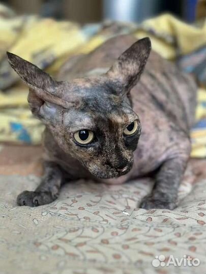 Кошечка в заботливые ручки