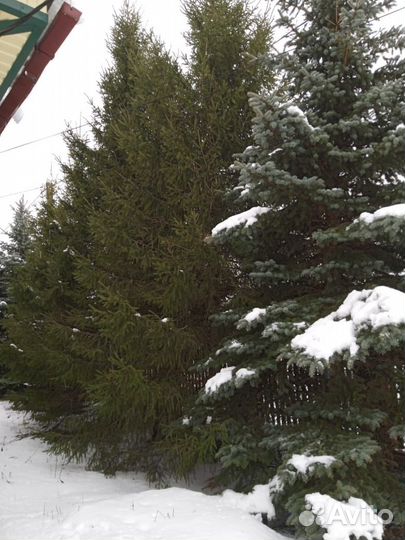Ель живая 8-9 метров