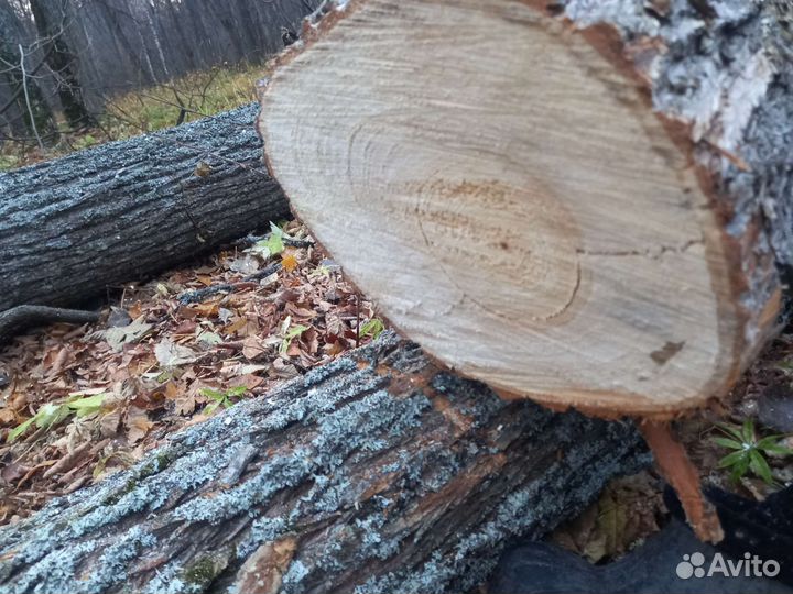 Липа. Берёза,дуб, осина кругляк