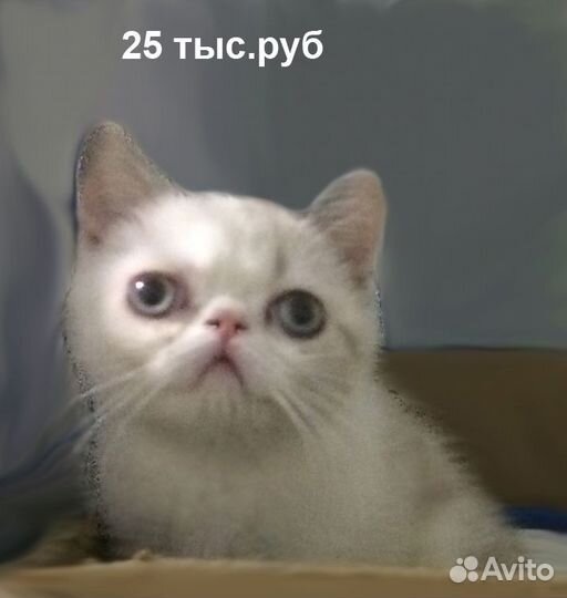 Экзоты котята-кошки
