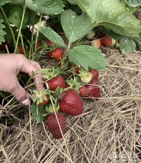 Клубника, усы клубники, саженцы клубники