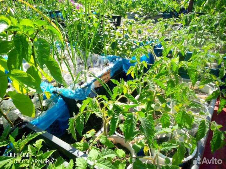 Рассада разная