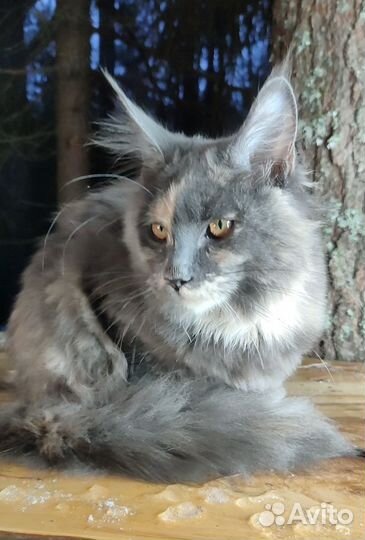 Кошка мейн-кун