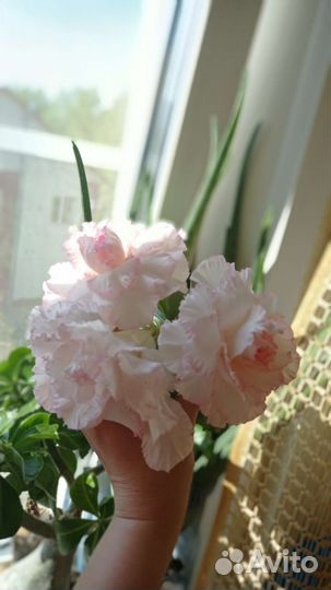 Адениум взрослый