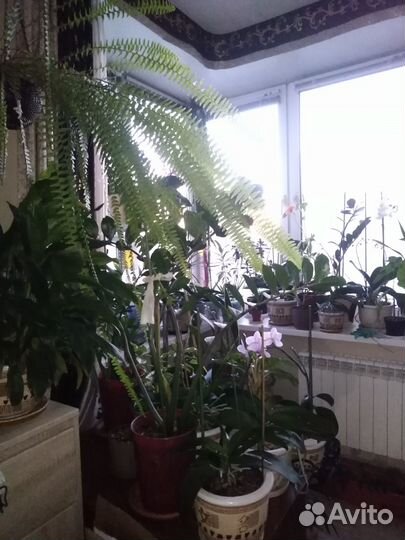 Крассула Замиокулькас Сансевиерия Драцена