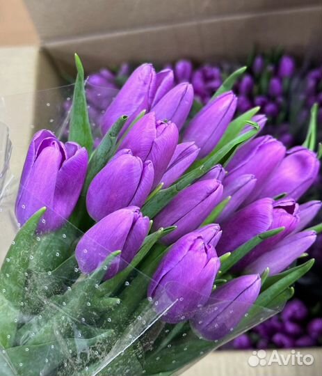 Тюльпаны Опт Ангарск к 8 марта