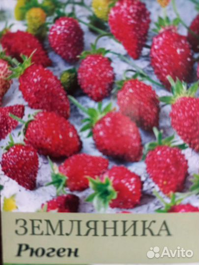 Рассада земляники/ клубники