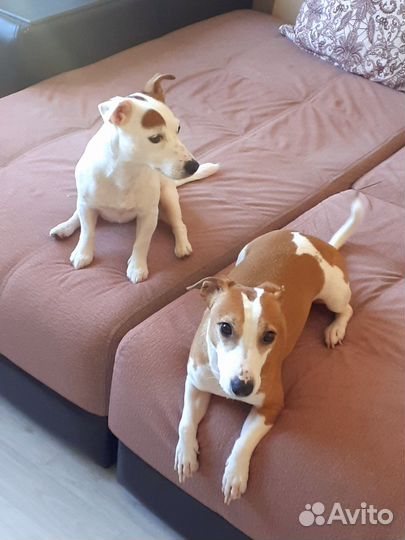 Передержка собак