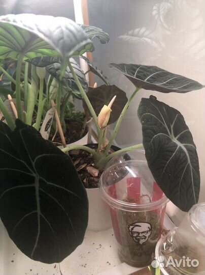Алоказия блэк вельвет