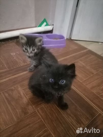 Кошка в дар бесплатно