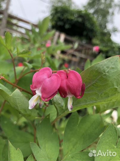 Дицентра великолепная («разбитое сердце»)