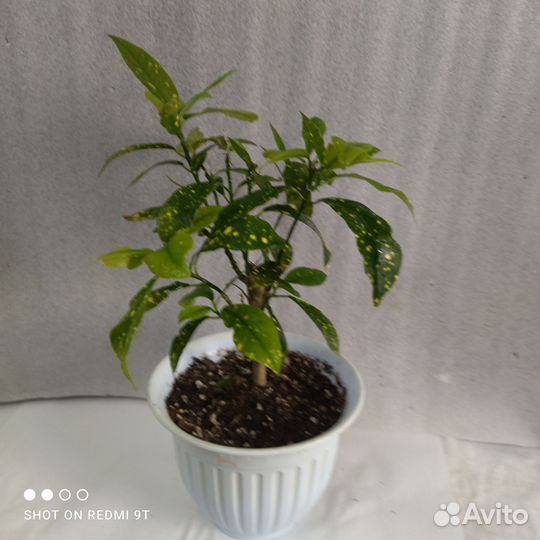 Цветы
