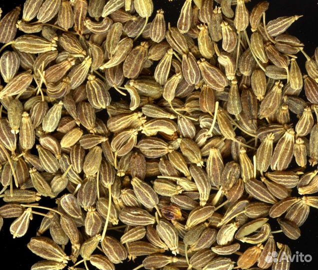 Семена моркови, черной редьки, петрушки