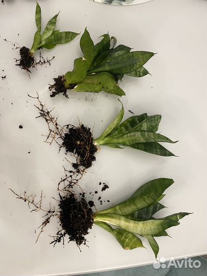 Сансевиерия Растение