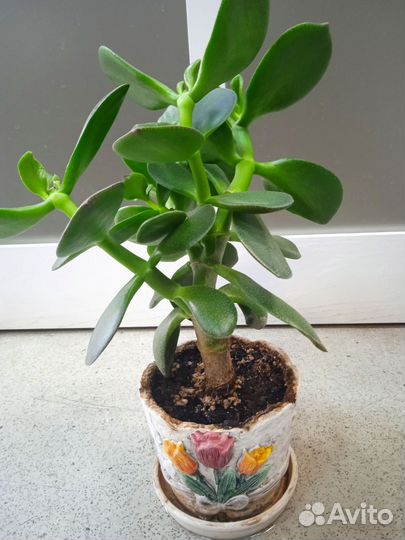 Толстянка (денежное дерево) в горшочке