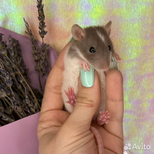 Крысы Дамбо. Крысята. Крысы. Питомник