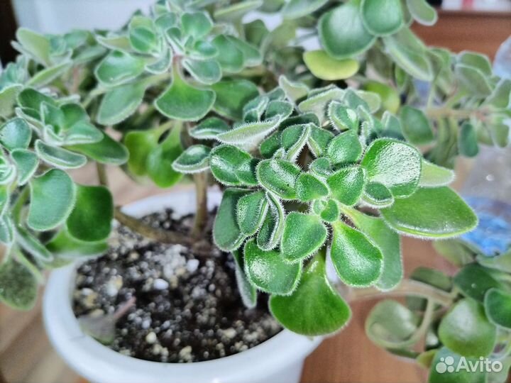 Аихризон дерево любви