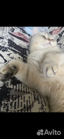 Британская серебристая шиншилла кот