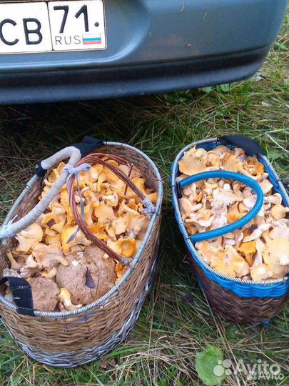 Грибы (лисичка, белые)