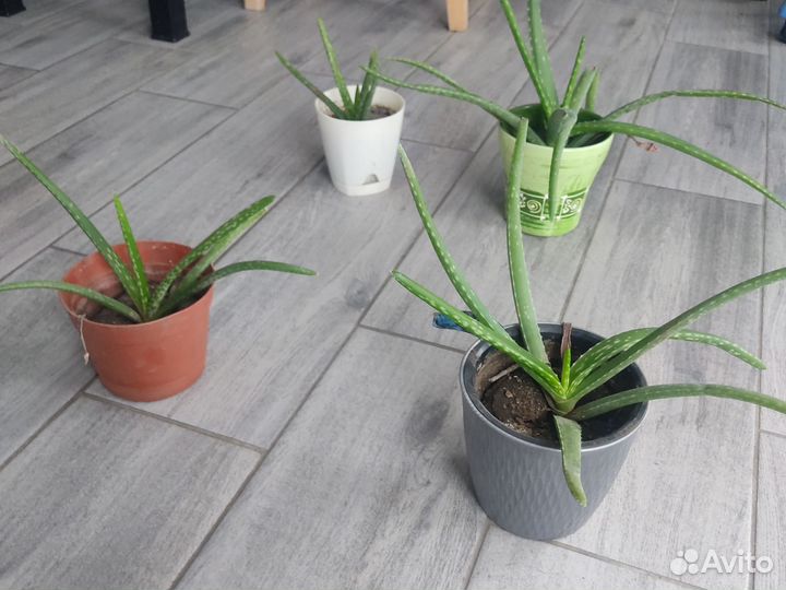 Цветок алое