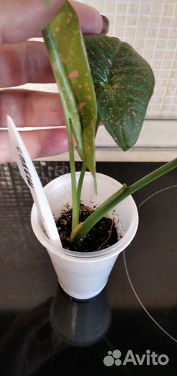 Сингониумы сортовые