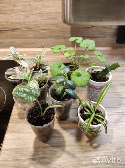 Укорененные отростки комнатных растений