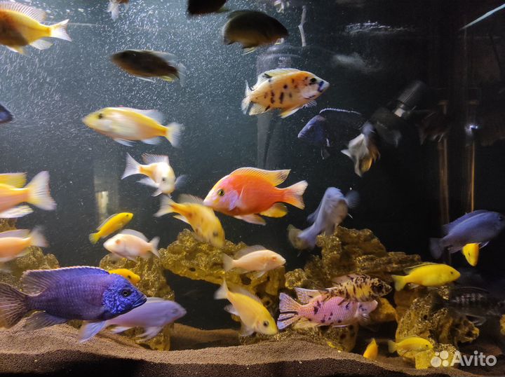 Малавийские цихлиды