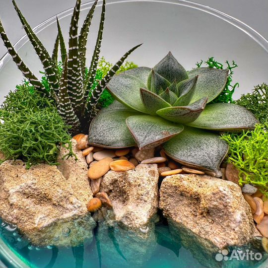 Флорариум с суккулентами