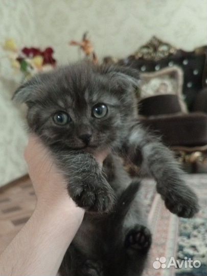 Отдаём котят в добрые руки