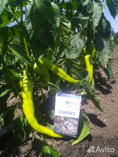 Семена перца(цицак)