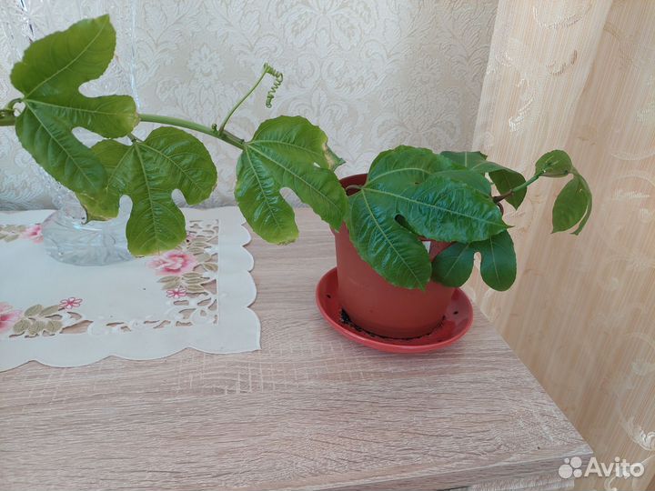 Пассифлора Марракуйя