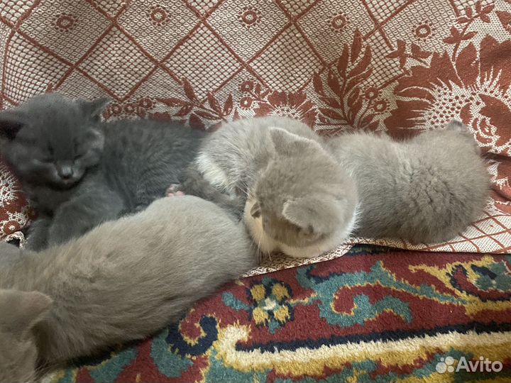 Шотландские котята