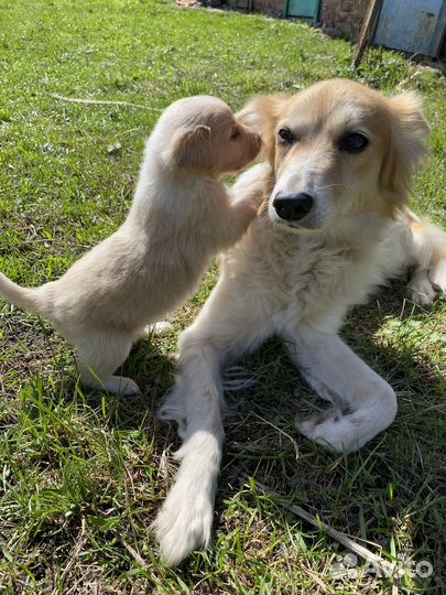 Умная собака в добрые руки
