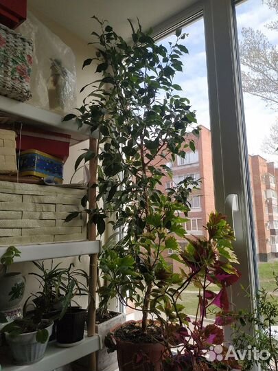 Продам цветы комнатные